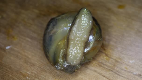 关闭一只黏糊糊的蜗牛慢慢地移动 — 图库视频影像