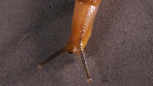 Gros plan d'un escargot visqueux se déplaçant lentement 