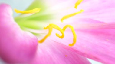 doğa çiçek yakın çekim 