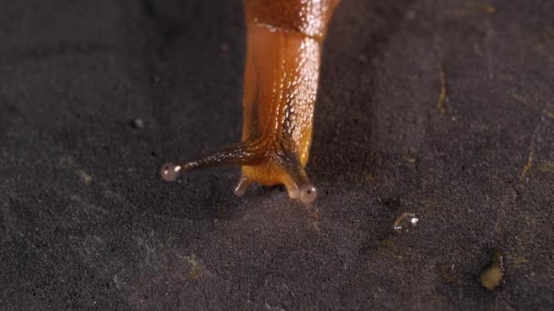 关闭一只黏糊糊的蜗牛慢慢地移动 — 图库视频影像