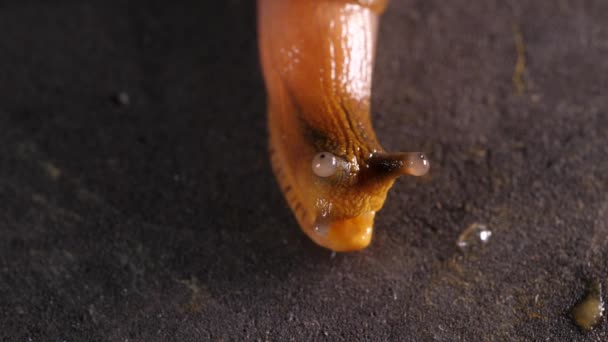 Close Slimy Snail Moving Slowly — Stock Video