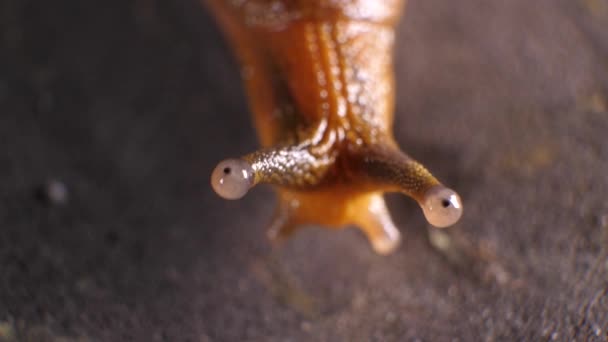 Primer Plano Caracol Viscoso Moviéndose Lentamente — Vídeo de stock