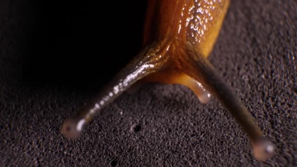 Gros plan d'un escargot visqueux se déplaçant lentement 