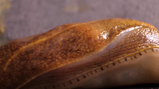 Gros Plan Escargot Visqueux Déplaçant Lentement — Video