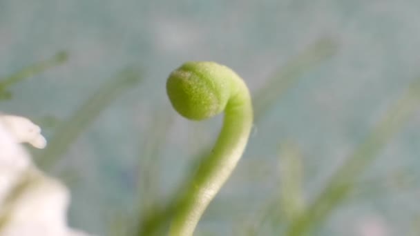 Pequenas Plantas Árvores Com Macro Detalhes — Vídeo de Stock