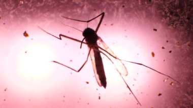 Böcek analiz laboratuarında yakın çekim