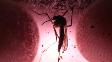 Böcek analiz laboratuarında yakın çekim