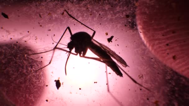 Análisis Insectos Laboratorio Cerca — Vídeo de stock