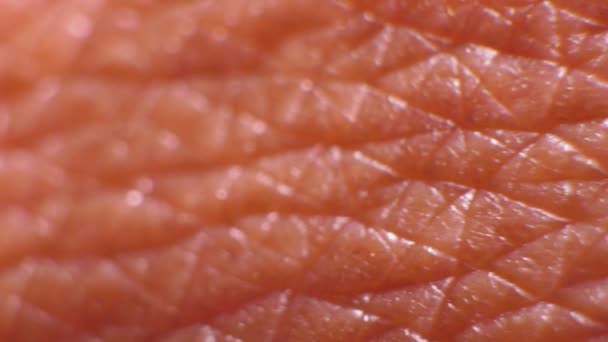 Närbild Mänskliga Hudens Textur — Stockvideo