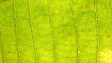 Makro çekim yeşil yapraklar ve bitkiler analiz