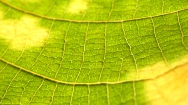 Makro çekim yeşil yapraklar ve bitkiler analiz