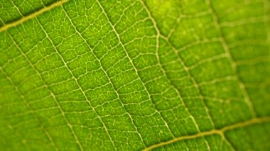 Makro çekim yeşil yapraklar ve bitkiler analiz