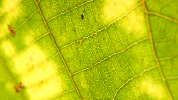 Macro shot de feuilles vertes et de plantes a été analysé 