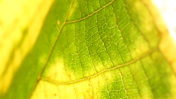 Macro Shot Green Leafs Plants Been Analyzed — Stock Video