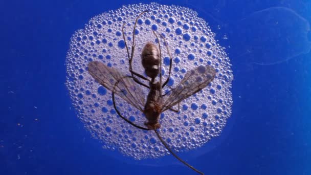 在实验室里的昆虫分析关闭 — 图库视频影像