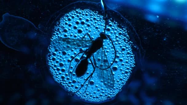 Análisis Insectos Laboratorio Cerca — Vídeo de stock