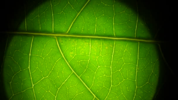 Zelené rostliny a zelený list v makru 