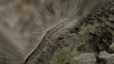 Hareketli bir tırtıl yakın çekim