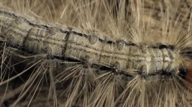 Hareketli bir tırtıl yakın çekim