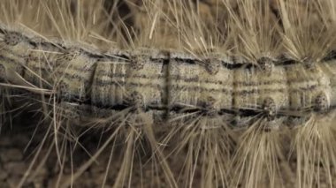 Hareketli bir tırtıl yakın çekim