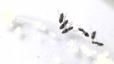 Çalışan ve çeşitli yönlere hareket ediyor karıncalar yakın çekim