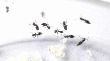 Çalışan ve çeşitli yönlere hareket ediyor karıncalar yakın çekim