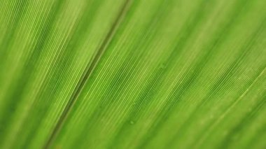 Doğadaki yeşil bir yaprağın kapağını kapat. 