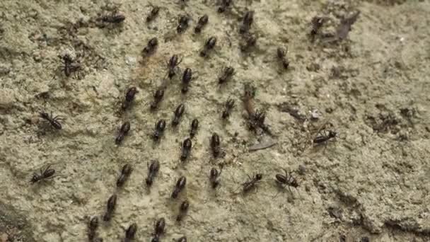 Gros Plan Sur Les Fourmis Courant Déplaçant Dans Différentes Directions — Video