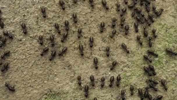 Zblízka Mravenců Běh Pohybuje Různých Směrech — Stock video
