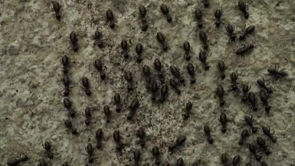 Gros Plan Sur Les Fourmis Courant Déplaçant Dans Différentes Directions — Video