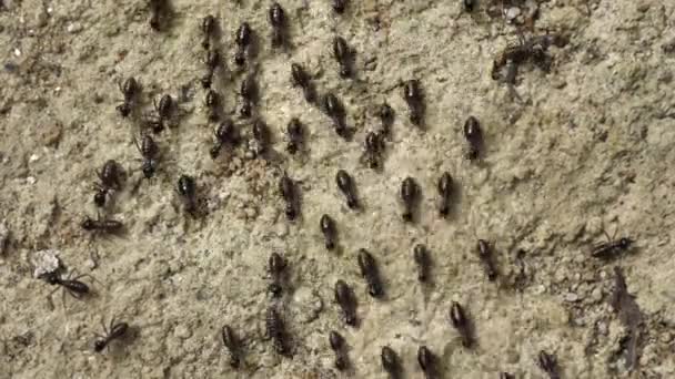 Gros Plan Sur Les Fourmis Courant Déplaçant Dans Différentes Directions — Video