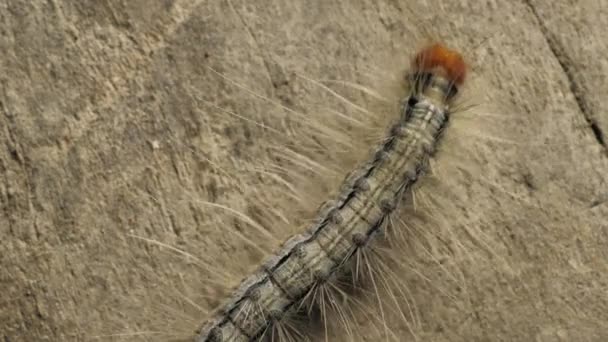 Gros Plan Une Chenille Mouvement — Video