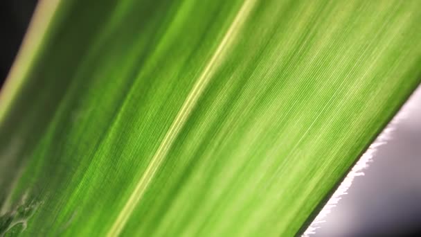 gros plan d'une feuille verte dans la nature 