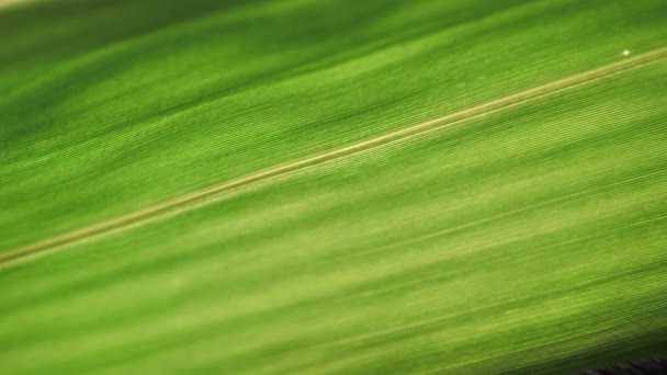 Primo Piano Una Foglia Verde Natura — Video Stock