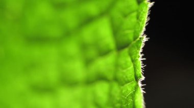 Doğadaki yeşil bir yaprağın kapağını kapat. 