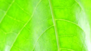 Doğadaki yeşil bir yaprağın kapağını kapat. 