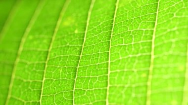 Doğadaki yeşil bir yaprağın kapağını kapat. 