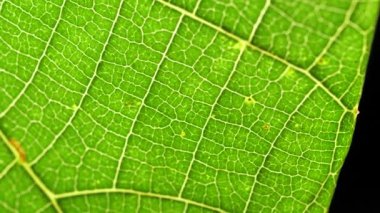 Doğadaki yeşil bir yaprağın kapağını kapat. 