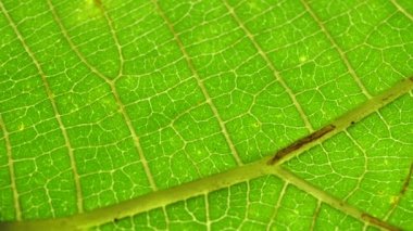 Doğadaki yeşil bir yaprağın kapağını kapat. 