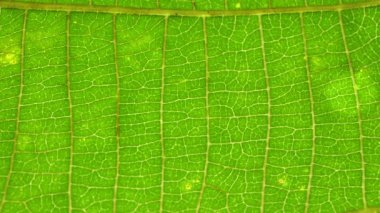 Doğadaki yeşil bir yaprağın kapağını kapat. 