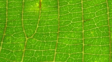 Doğadaki yeşil bir yaprağın kapağını kapat. 