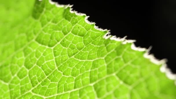 Doğadaki Yeşil Bir Yaprağın Kapağını Kapat — Stok video