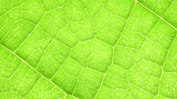 Крупним Планом Зелений Лист Природі — стокове відео