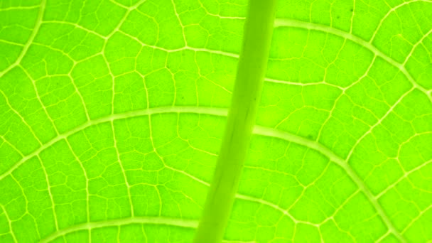 Gros Plan Une Feuille Verte Dans Nature — Video