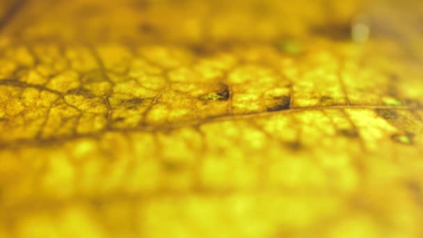 Inspection étroite d'une feuille sèche  