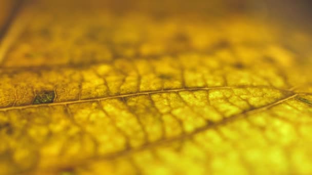 Inspection étroite d'une feuille sèche  