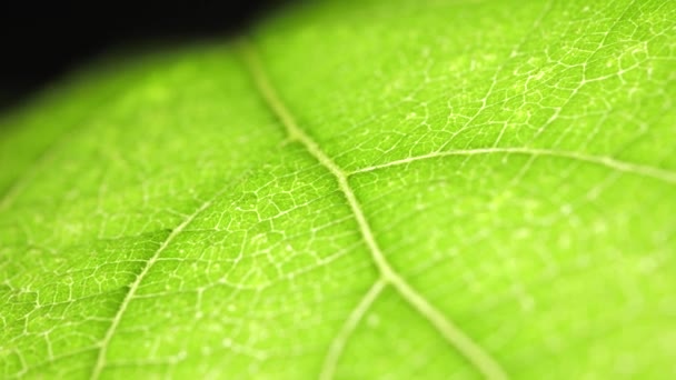 Primo Piano Una Foglia Verde Natura — Video Stock