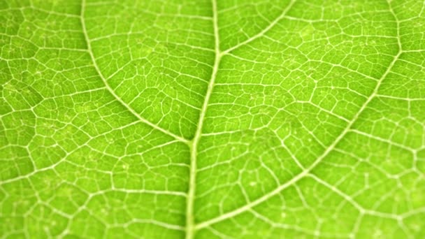 Close Green Leaf Nature — Stock Video