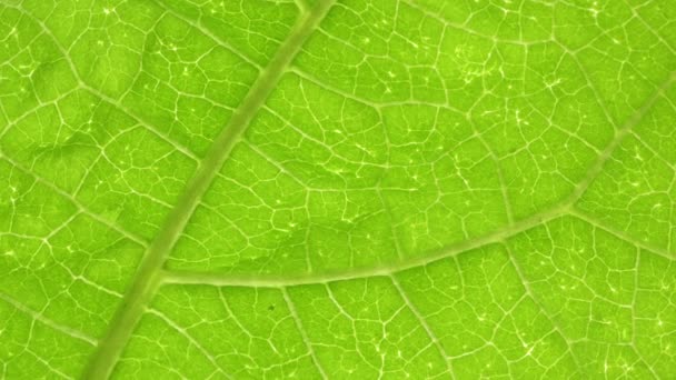 Gros Plan Une Feuille Verte Dans Nature — Video