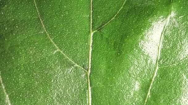 Gros Plan Une Feuille Verte Dans Nature — Video